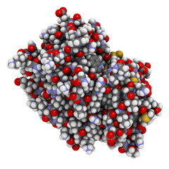 Cathepsin K enzyme bound to the inhibitor odanacatib. 3D rendering based on protein data bank entry...