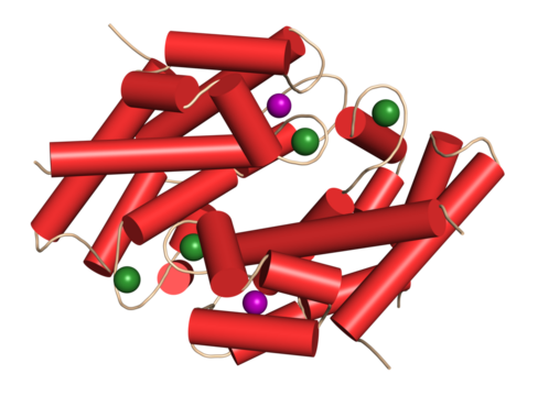 Calprotectin protein. Antimicrobial protein that is capable of sequestering the essential nutrients manganese and zinc. Used as biomarker of inflammatory bowel disease. 