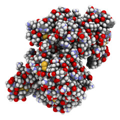 CD38 (ectodomain fragment) enzyme. Target of the monoclonal antibody drug daratumumab, used for the treatment of multiple myeloma. 3D rendering based on protein data bank entry 5f1k.