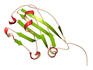 CD47 (integrin associated protein, extracellular domain) protein. Often present on cancer cells and a potential antitumoral drug target. 3D rendering based on protein data bank entry 4cmm.