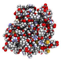 CD3 protein (epsilon/delta ectodomain dimer). CD3 is present on the surface of T-lymphocytes and is required for T-cell activation. 3D rendering based on protein data bank entry 1xiw.