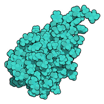 CD47 (integrin associated protein, extracellular domain) protein. Often present on cancer cells and a potential antitumoral drug target. 3D rendering based on protein data bank entry 4cmm.