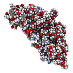 Carcinoembryonic antigen (CEA, CEACAM5, N-terminal domain). Used as tumor biomarkerin some forms of cancer. 3D rendering based on protein data bank entry 2qsq.
