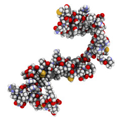 Cystatin C (V57D mutant). Protein used as biomarker of kidney function. 3D rendering based on protein data bank entry 3sva.