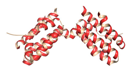 Interleukin 10 (IL-10) cytokine protein. Investigated in the treatment of cancer.  3D rendering based on protein data bank entry 2h24.