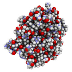 Galectin-3 (carbohydrate binding domain) protein, bound to N-acetyllactosamine. Thought to be involved in a number of diseases, including fibrosis, cardiovascular disease and cancer. 