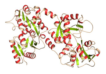 Lactoferrin protein. Lactoferrin is an iron-binding protein that is part of the innate immune system. It is involved in the binding and transport of iron ions but also has antimicrobial properties. - obrazy, fototapety, plakaty