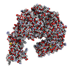 Integrin alpha-4 beta 7 (a4b7, headpiece). Cell surface protein complex that plays a role in directing T lymphocytes to the gut. 3D rendering based on protein data bank entry 3v4v.