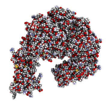 Integrin alpha-4 beta 7 (a4b7, headpiece). Cell surface protein complex that plays a role in directing T lymphocytes to the gut. 3D rendering based on protein data bank entry 3v4v.