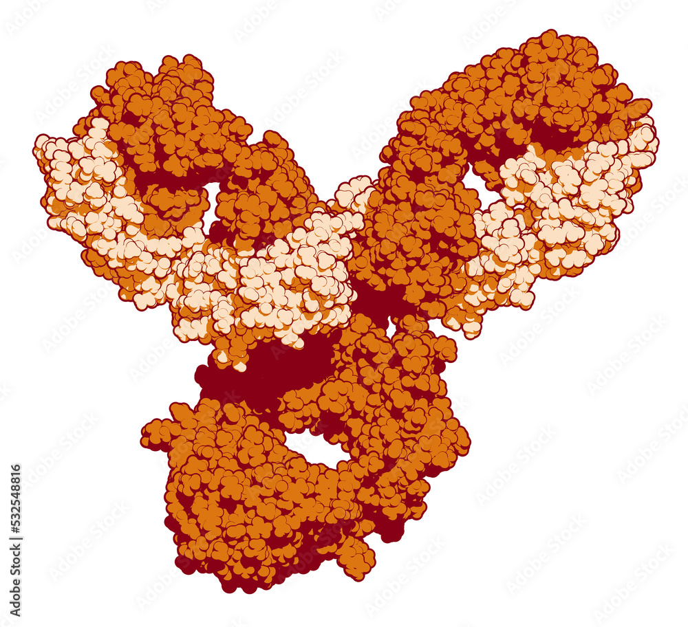 Poster Pembrolizumab monoclonal antibody drug protein. Immune checkpoint inhibitor targetting PD-1, used in the treatment of a number of cancers. 3D rendering based on protein data bank entry 5dk3.