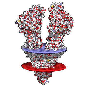P-glycoprotein 1 (P-gp) multidrug transporter protein. Efflux pump that pumps many drugs out of cells. Involved in multidrug resistance of cancers. 3D rendering based on protein data bank entry 5kpi.