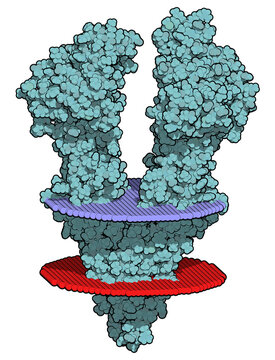 P-glycoprotein 1 (P-gp) multidrug transporter protein. Efflux pump that pumps many drugs out of cells. Involved in multidrug resistance of cancers. 3D rendering based on protein data bank entry 5kpi.