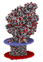 Mitochondrial complex II (succinate dehydrogenase, avian) Enzyme. Participates in citric acid cycle and electron transport chain. 3D rendering based on protein data bank entry 2h89.