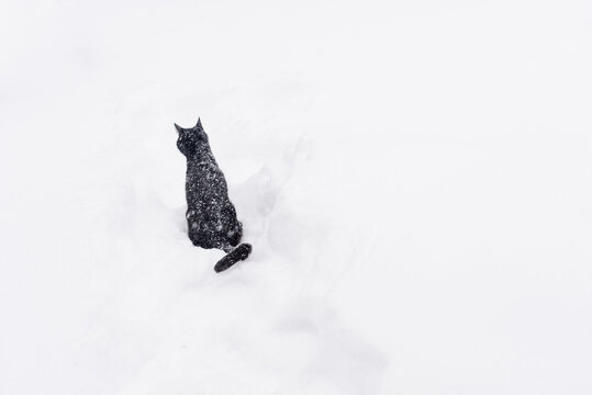 black cat in white snow