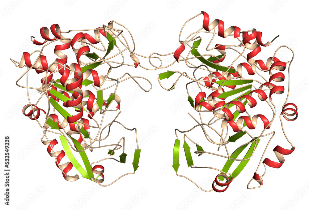 Canvas Prints Tripeptidyl-peptidase I enzyme. Mutations in corresponding TPP1 gene lead to late infantile neuronal ceroid lipofuscinosis. Cerliponase alpha is a recombinant form of the enzyme. 