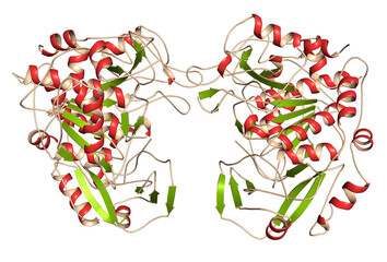 Tripeptidyl-peptidase I enzyme. Mutations in corresponding TPP1 gene lead to late infantile neuronal ceroid lipofuscinosis. Cerliponase alpha is a recombinant form of the enzyme. 