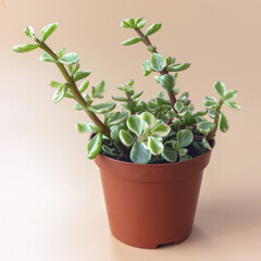 Cotyledon succulents Ladismithiensis in a pot, side view