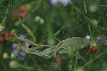 green mantis religiosa camouflaged in a bush