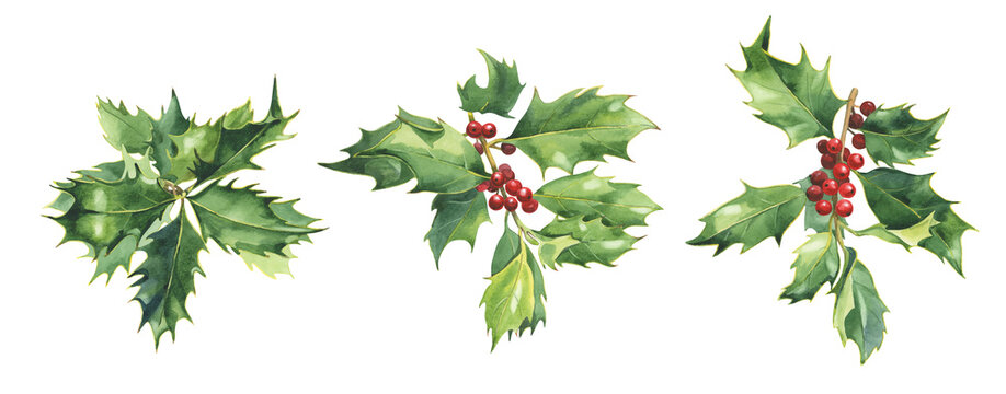 Set of watercolor Christmas holly berries D