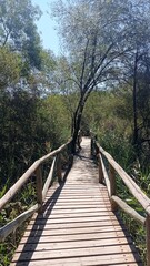 Fototapeta na wymiar Wooden walkway to visit the interior of the Doñana Natural Park. Huelva