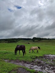 Obraz premium horses in pasture