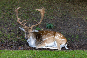 Naklejka na ściany i meble The sika deer (Cervus nippon) is a member of the deer family (Cervidae), and originally comes from East Asia. Marselisborg Deer Park,Aarhus,Denmark,Europe
