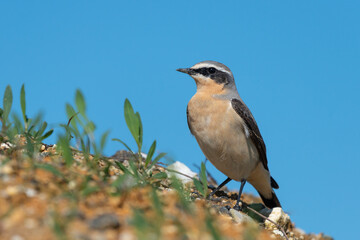 Northern Wheatear (Oenanthe oenanthe)