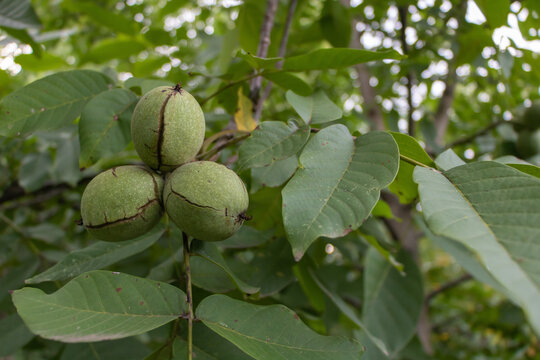 A few walnuts on the tree that are ready to be picked in the fall. Benefits of walnuts concept