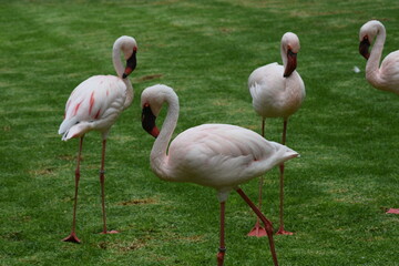 PAJAROS FLAMENCO, AVES, FLAMINGO BIRDS. 