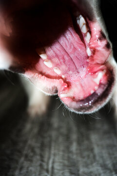 Biting Frightening Mouth of Dog With Fangs