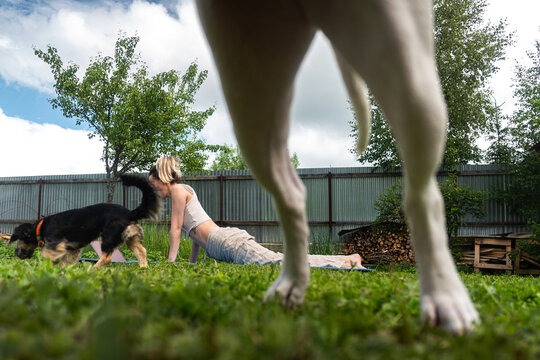 Summer Yoga Outside With Pets