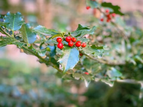 Holly (Ilex) with small red berries in selective focus. Growing wild amid imperfect leaves and soft focus background.