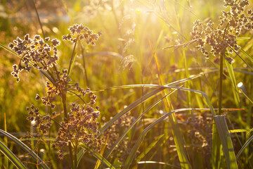 Selective focus on some herbs in the rays of a very bright rising sun. swamp summer grasses at dawn, sunset.Scirpus sylvaticus © Марина Мартинез