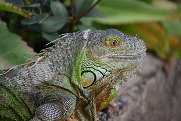 DETALLE PERFIL DE IGUANA, REPTILES, LAGARTOS TROPICALES. 