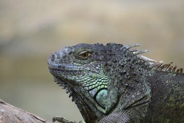 DETALLE PERFIL DE IGUANA, REPTILES, LAGARTOS TROPICALES. 