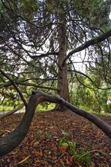 Albero nel bosco in autunno
