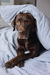 Labrador retriever dog is lying in bed under a blanket and sleeping or resting. animals are like people, a chocolate labrador sleeps with its owner in bed. Love for pets. depression and sleep