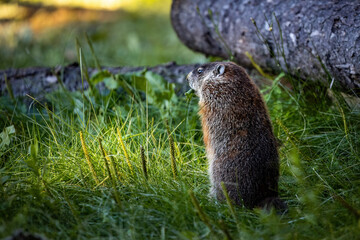 Naklejka na ściany i meble Cute groundhog staring in the forest in the morning