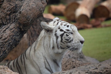 DETALLE TIGRE ALBINO, TIGRE BLANCO, WHITE TIGER, FELINO.