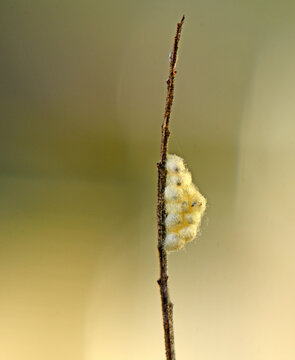 Kokons von Brackwespen 