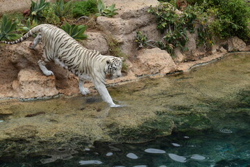 DETALLE TIGRE ALBINO, TIGRE BLANCO, WHITE TIGER, FELINO.
