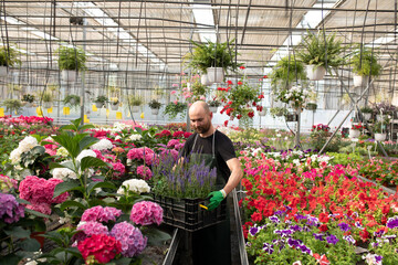 Man works in greenhouse