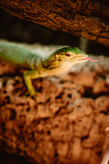 lizard on a branch
