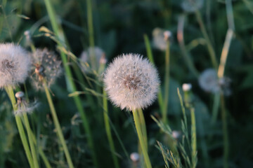 dandelion flower