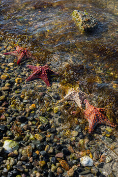 Starfish in a row along the shore 
