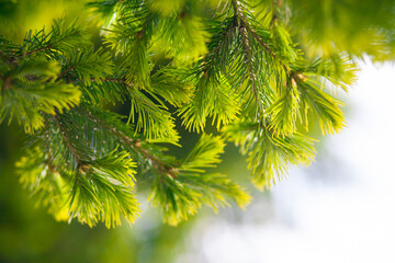 The Branches Of Spruce. Fir branch background.