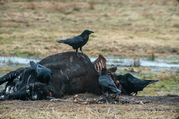 Farmland landscape with a dead cow and a flock of ravens.