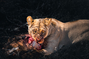 lioness eating a freshly hunted oryx antelope and looking directly into the camera