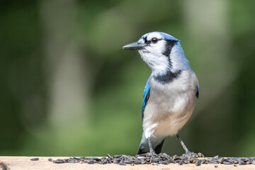 Blue Jay on a Railing with Sunflower Seeds