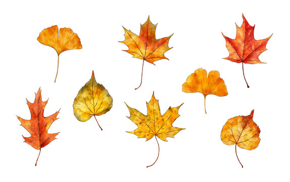 Watercolor collection of autumn leaves isolated on white background. Birch, maple, ginkgo biloba leaf. Hand painted botanical illustration. Autumn natural elements  for stickers, invitations, cards
